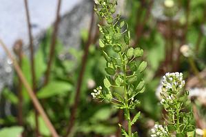 2025-05128449 Halibut Point State Park, MA